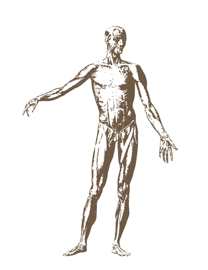 Anatomische Zeichnung – Schwerpunkt Stoffwechsel und Diabetes