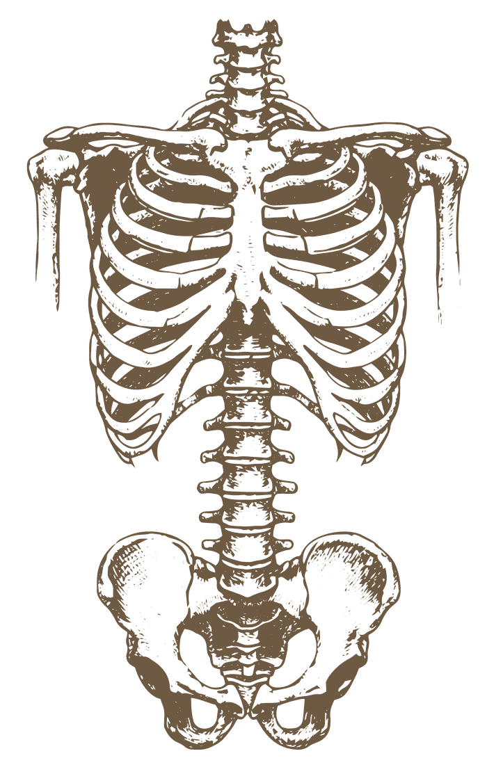 Anatomische Zeichnung eines Skeletts – Schwerpunkt Sturzprävention